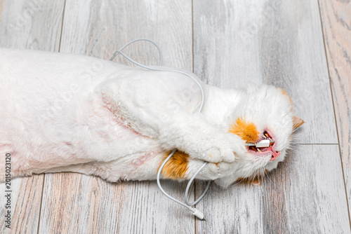 The cat grabbed the phone's charging cable with its paws. A domestic cat chews on a USB phone cable. Cats like to chew wires. 
