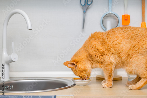 A ginger cat eats food while sitting on a kitchen countertop. A cat eats wet food while sitting on a table. the cat eats from a bowl
