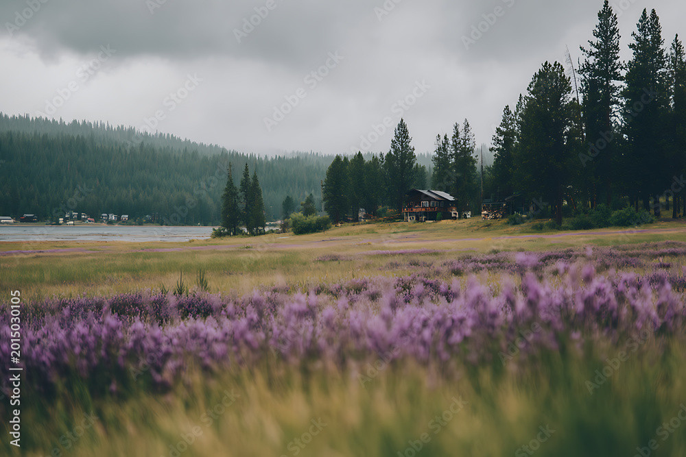 Fototapeta premium Wooden Cabin Near Pine Forest and Purple Wildflower Field Landscape
