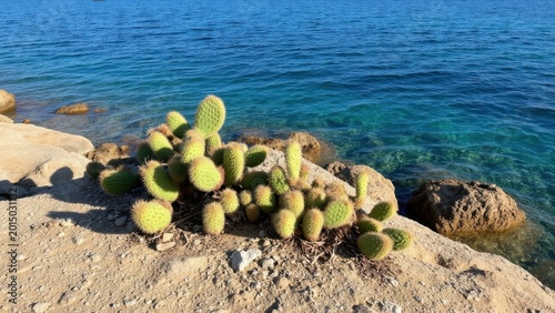 Cacti growing on the shore near a body of water, likely sea.
