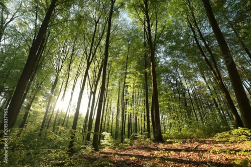 Majestic spring beech forest on a sunny May morning, Poland