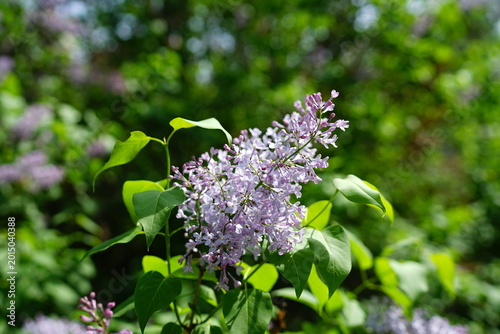 lilac flowers on green background