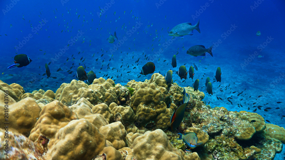 Obraz premium Underwater photograph of a beautiful coral reef and marine life. From a scuba dive in Thailand.