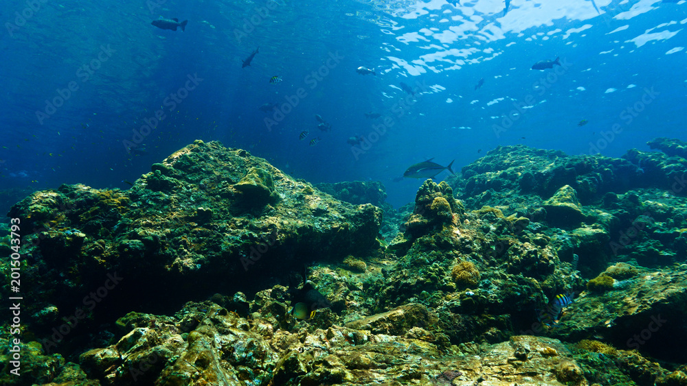 Obraz premium Underwater photograph of a beautiful coral reef and marine life. From a scuba dive in Thailand.