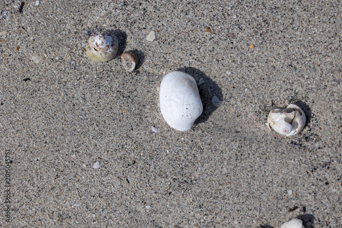 Foto Seashells on sandy beach surface with texture