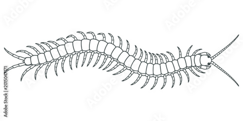 Bild auf Leinwand Millipede vector illustration with segmented body and numerous legs eps 10