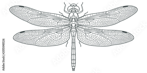 Dragonfly illustration, detailed line art eps 10