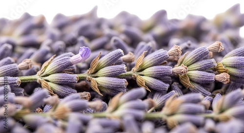 Close up view of dried lavender flowers and stems, showcasing their delicate purple florets and.