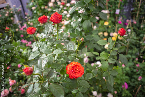 Blooming vermilion (red-orange) rose bush at a garden plant fair, other roses blurred in background.