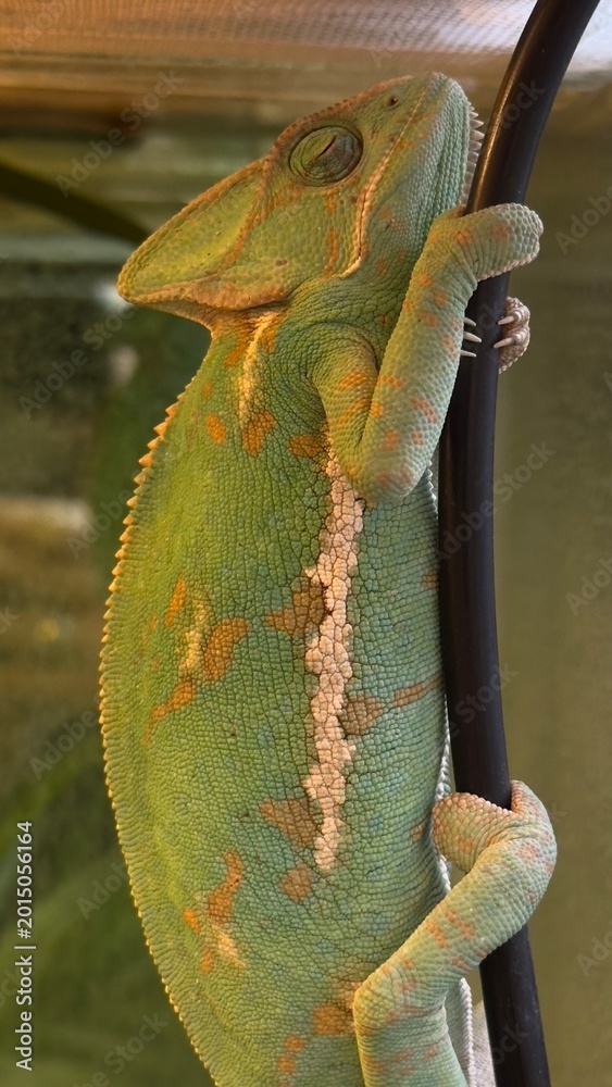 Fototapeta premium Iguana close up portrait. Close up portrait of iguana reptile. Exotic lizard pet in terrarium environment.