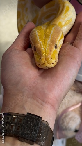 Foto Exotic snake close up in terrarium