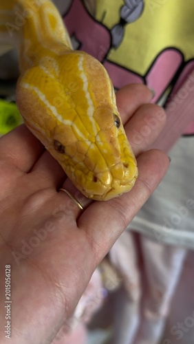 Fotografie Exotic snake close up in terrarium
