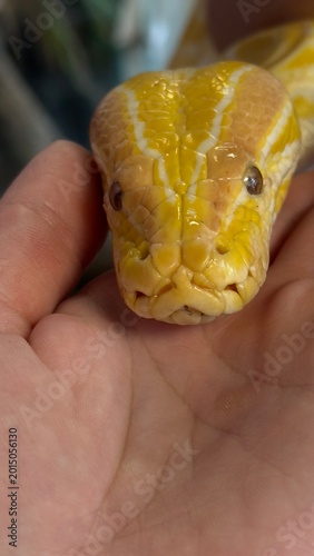 Photos Exotic snake close up in terrarium