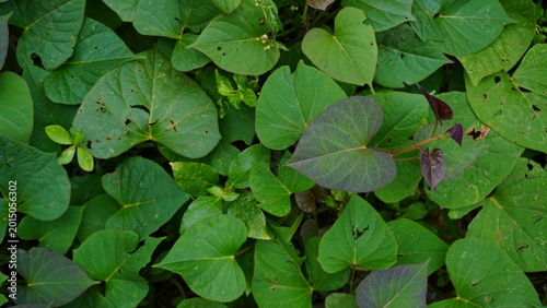 Close up of cassava plant leaves with insect bite holes showing natural damage detail, creating a textured organic background with agricultural and nature theme