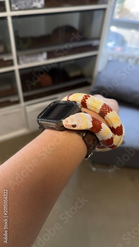 Φωτογραφία Exotic snake close up in terrarium
