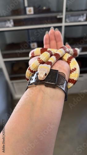 Φωτογραφία Exotic snake close up in terrarium