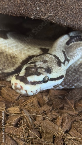 Fotografie Exotic snake close up in terrarium