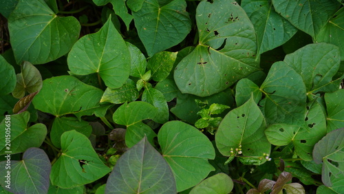 Close up of cassava plant leaves with insect bite holes showing natural damage detail, creating a textured organic background with agricultural and nature theme