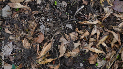 Pile of dry leaves scattered on dry soil creating a natural earthy texture with rustic outdoor atmosphere, suitable for nature and environmental background themes