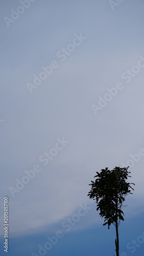 Shadow silhouette of tall trees with blurred cloud background creating a soft natural atmosphere and abstract outdoor scenery with calm environmental theme