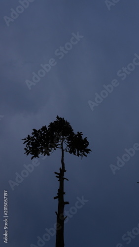 Blurred shadow of tall tree branches creating an abstract natural atmosphere with soft light and organic shapes, suitable for nature and environmental background themes