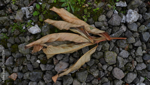 Dry leaves lying on a pile of sharp gravel stones, showing natural texture contrast between organic decay and rough rocky surface in an outdoor environmen