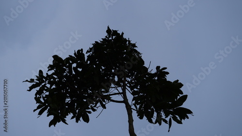 Blurred shadow of tall tree branches creating an abstract natural atmosphere with soft light and organic shapes, suitable for nature and environmental background themes