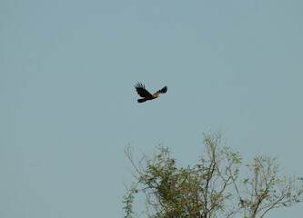 A eagle in mid flight with plain sky background with green tree.