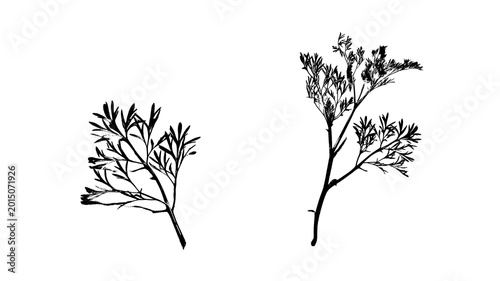 Fotografija Monochrome Feathery Herb Botanical Set with Delicate Foliage Stems Isolated on W