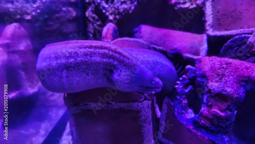 Photos A close-up, detailed view of a Moray Eel partially submerged in a vibrant, dimly