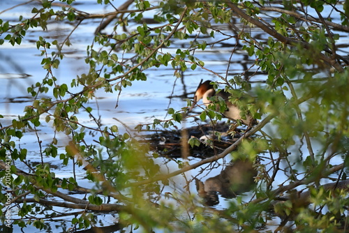 Cuadro en lienzo The great crested grebe (Podiceps cristatus) is a member of the grebe family of water birds