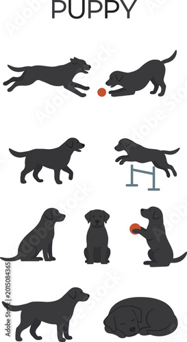 Flat vector black labrador puppy set isolated on transparent background, cute dog character in various poses like running, jumping, sitting, and playing for pet training and animal care infographics