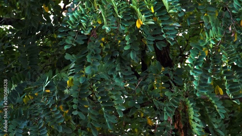 The leaves sway in the wind. Slow motion. Beautiful green leaves on the branches move slowly and then faster in the increasing wind. Hurricane. Beautiful natural background. Close-up. Video footage 4k