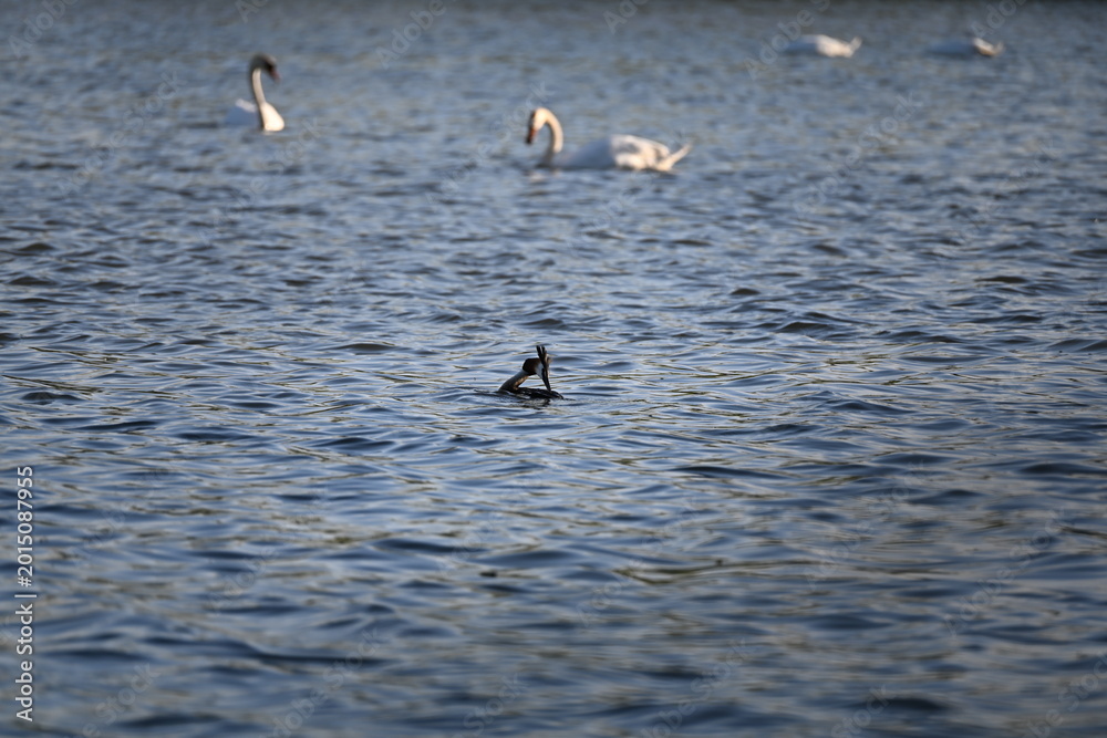 Naklejka premium The great crested grebe (Podiceps cristatus) is a member of the grebe family of water birds. The bird is characterised by its distinctive appearance, featuring striking black, orange-brown, and white 