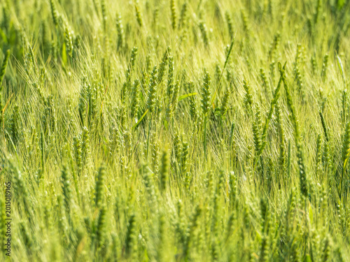 Slika na platnu The verdant wheat field under the sunshine