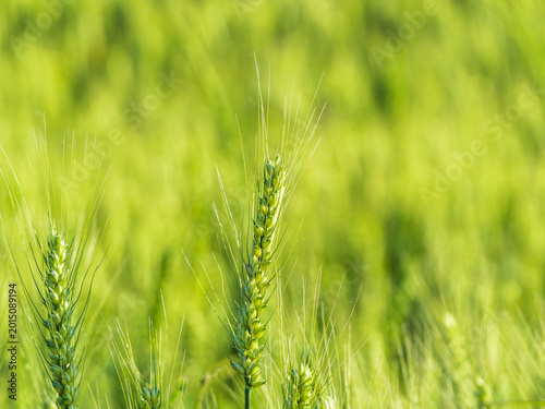 Tableau sur toile The verdant wheat field under the sunshine
