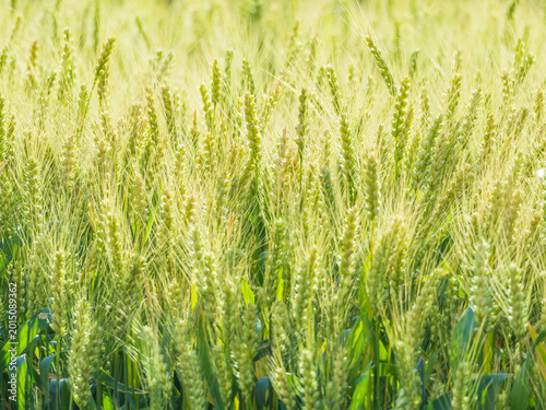 Canvas Print The verdant wheat field under the sunshine