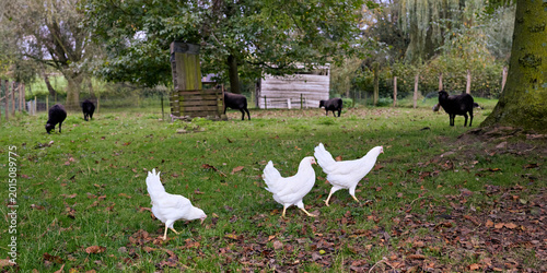 Tableau sur toile Free-range white chickens roam a green pasture with black sheep and goats under tall trees