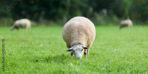 Photography A close-up of a sheep grazing in a vibrant green pasture, with other sheep visible in the soft-focus background