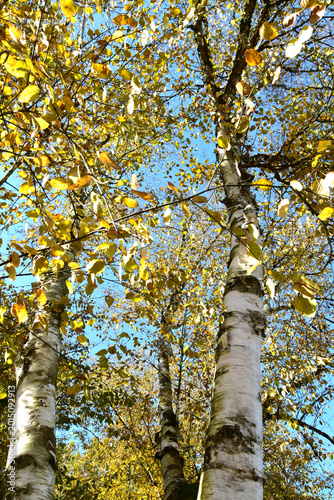 Birke, Himalaya-Birke,  Betula utilis, Doorenbos