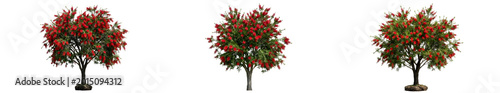 Fotografía Three vibrant green trees densely covered in bright red flowers or berries isola