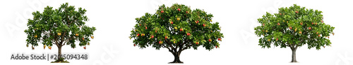 Foto Three vibrant fruit trees laden with ripe mangoes and oranges on lush green cano