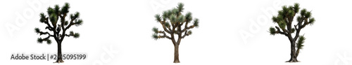 Fotografía Set of Three Mature Joshua Trees Yucca Brevifolia with Unique Branched Structure