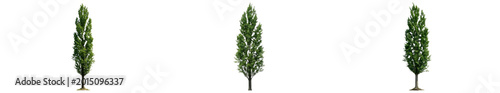 Foto Set of Three Lombardy Poplar Trees Populus Nigra Italica with Tall Narrow Column