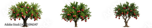 Foto Set of Red Apple Trees Malus Domestica Featuring Ripe Fruit and Dense Green Foli