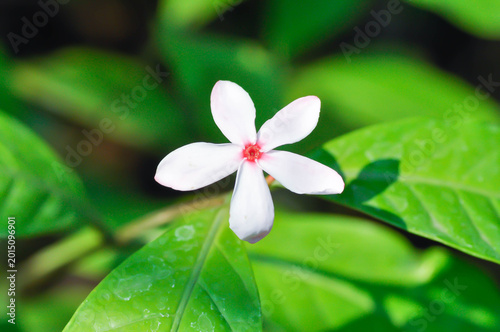 Tableau sur toile Kopsia fruticosa Kerr A DC ,Kopsia fruticosa Roxb A DC or APOCYNACEAE or pink fl