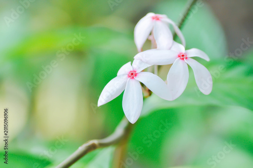 Fényképezés Kopsia fruticosa Kerr A DC ,Kopsia fruticosa Roxb A DC or APOCYNACEAE or pink fl