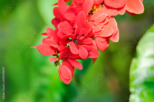 Chaconia, Pride of Trinidad and Tobago or rubiaceae or Warszewiczia or  Warszewiczia coccinea or Wild Poinsettia or red flower