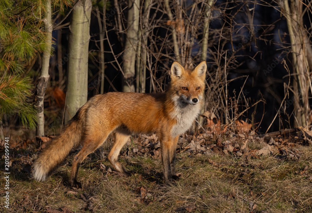 Fototapeta premium A red fox vixen standing waiting for her kits in spring.