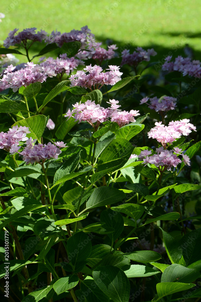 Fototapeta premium Blühende Gartenhortensie, Hydrangea macrophylla, Strauchausschnitt